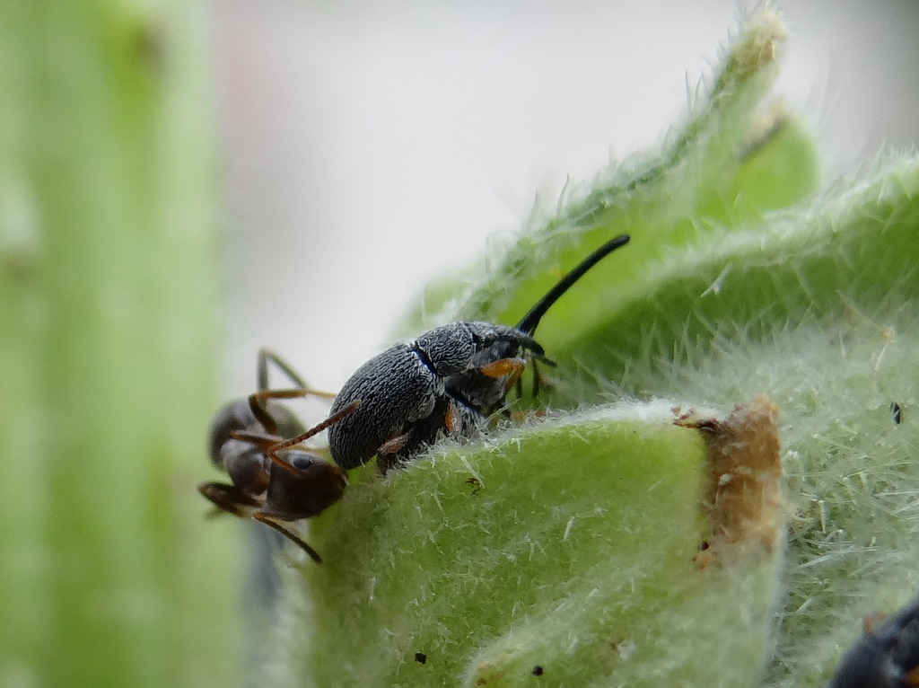 Couple de Rhopalapion longirostre accompagné d'une fourmi © Gilles Carcassès