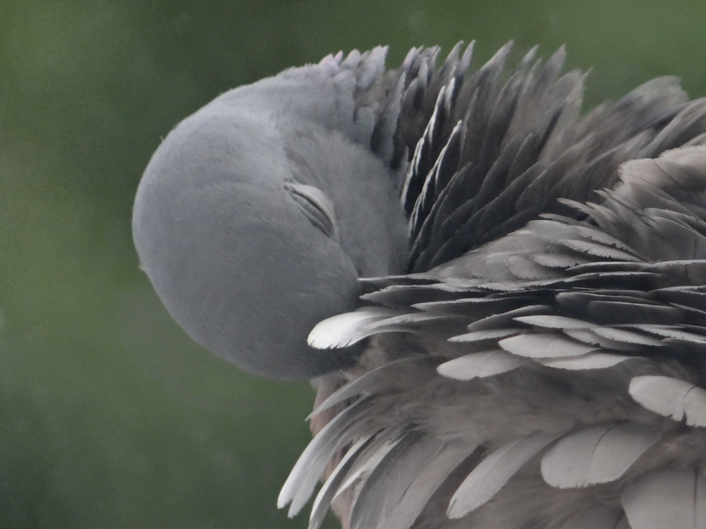 Pigeon ramier - Cergy © Gilles Carcassès
