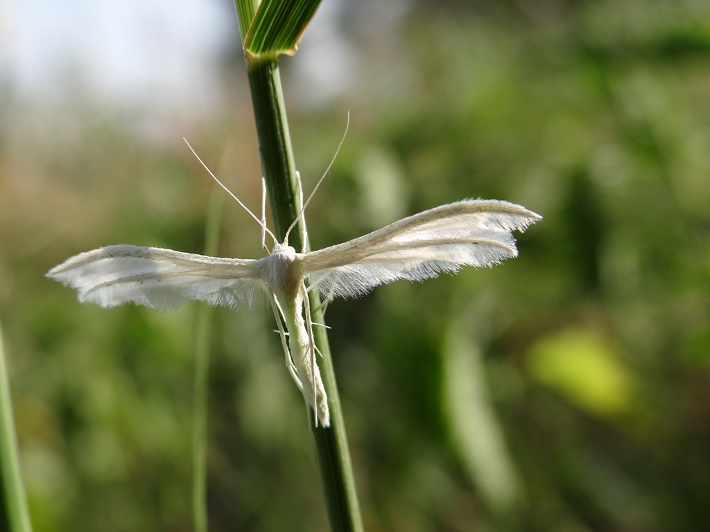 Pterophorus pentadactyla, le ptérophore blanc © Gilles Carcassès
