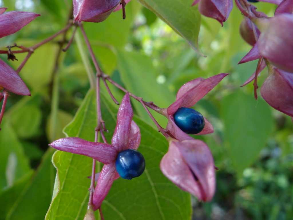Clerodendrum trichotomum est un petit arbre aux fleurs parfumés et aux fruits décoratifs collection 