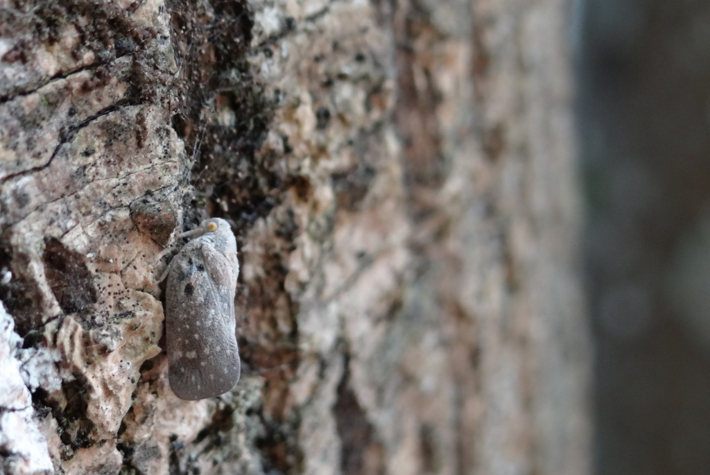 Metcalfa pruinosa, la cicadelle pruineuse © Gilles Carcassès
