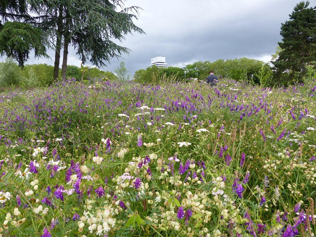 Prairie au parc François-Mitterrand à  Cergy - juin 2016 © Gilles Carcassès