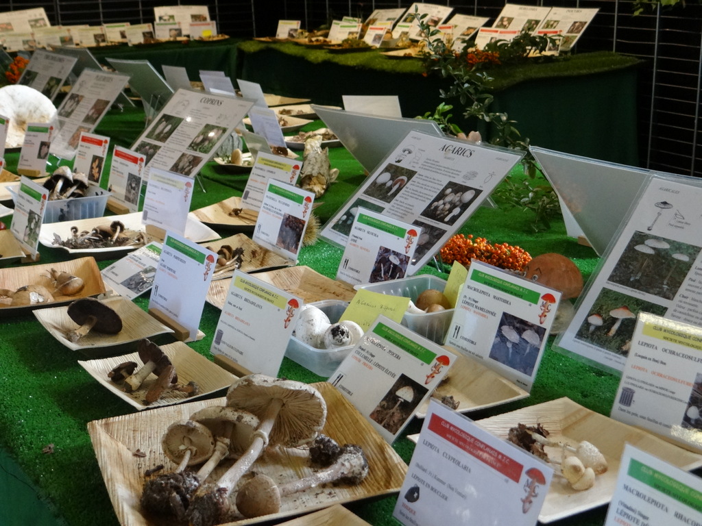 A la MJC de Conflans les 15 et octobre 2016, l'exposition de champignons © Gilles Carcassès 