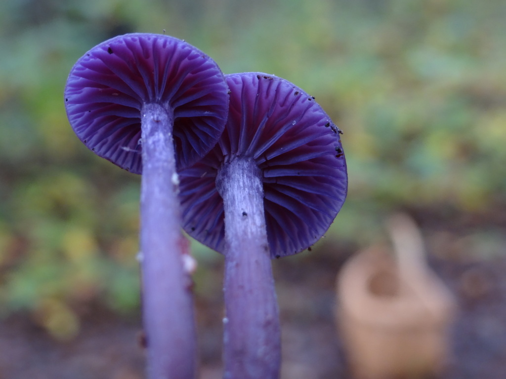 Décoration champignons ~ Violette Sucrée - Maquilleuse en Moselle