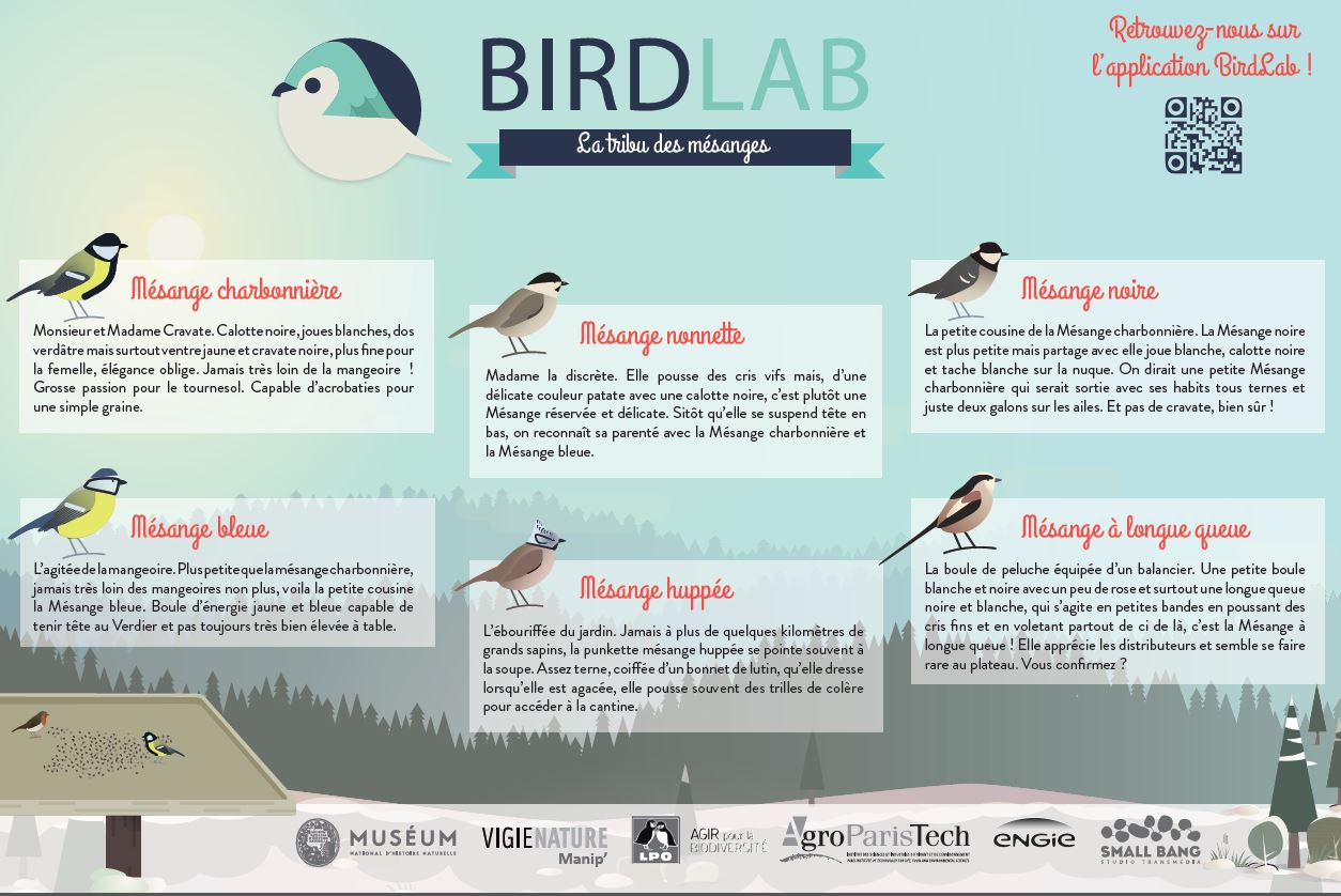 L'un des 4 posters BirdLab pour identifier les oiseaux