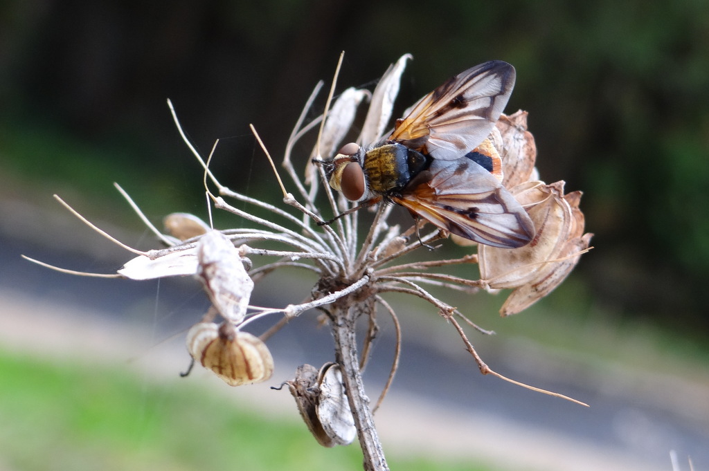 Ectophasia crassipennis © Gilles Carcassès
