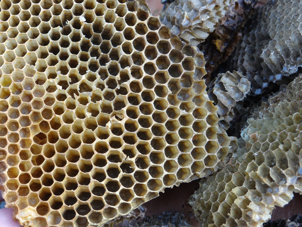 Rayons d'abeilles © Gilles Carcassès