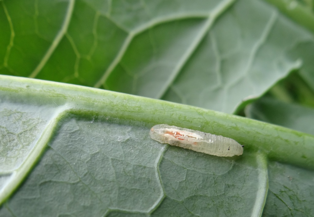 Ceci n'est pas une chenille, c'est une larve de syrphe, grande dévoreuse de pucerons © Gilles Carcassès