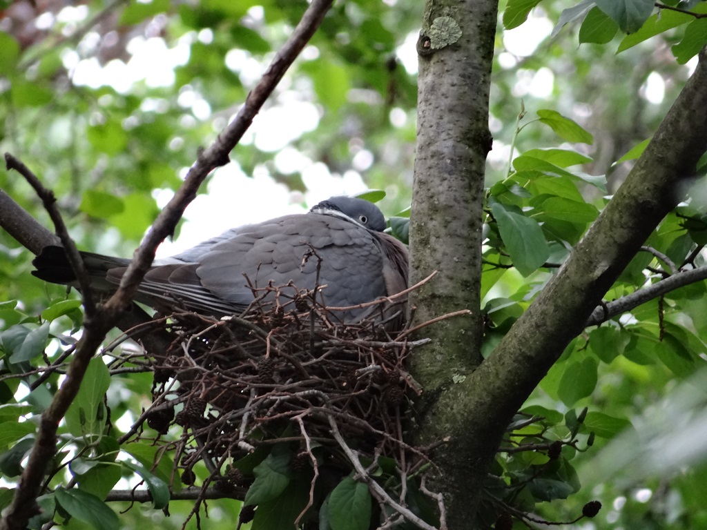 Pigeon ramier au nid © Gilles Carcassès