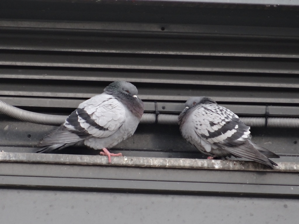Pigeons domestiques © Gilles Carcassès