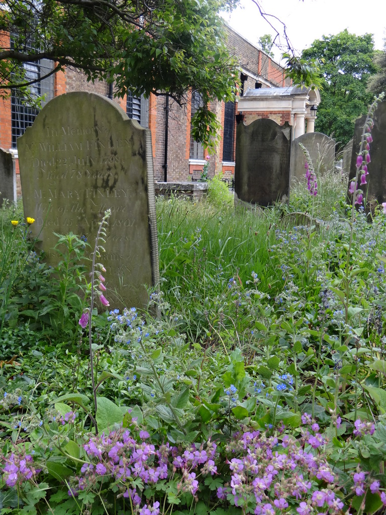 géraniumms, buglosses et digitales dans un cimetière anglais © CACP - Gilles Carcassès