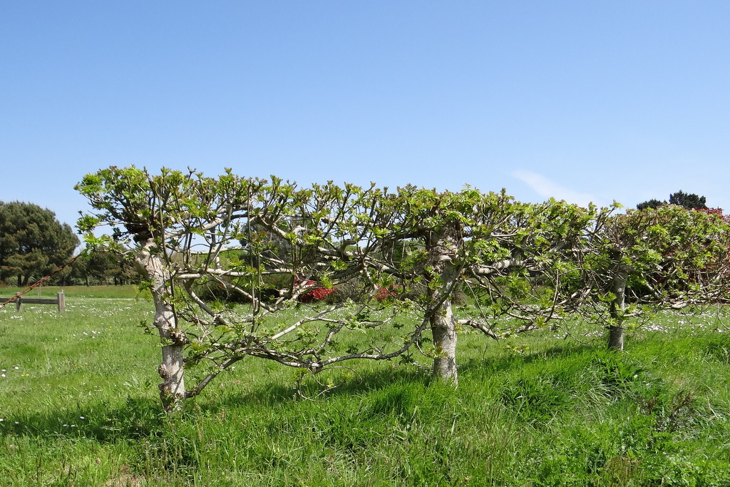 Le frêne, un arbre à  tout faire : ici en haie plessée © CACP - Gilles Carcassès