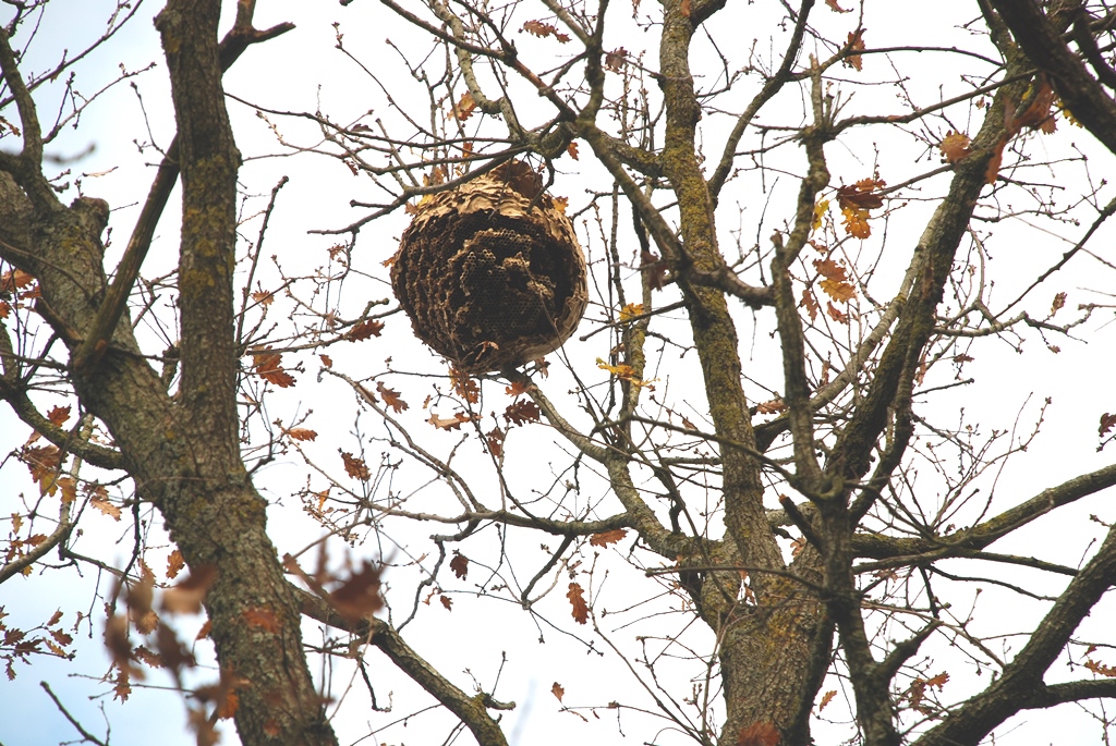 Un Nid De Frelons Asiatiques ! Que Faire ? - Nature En Ville à Cergy ...