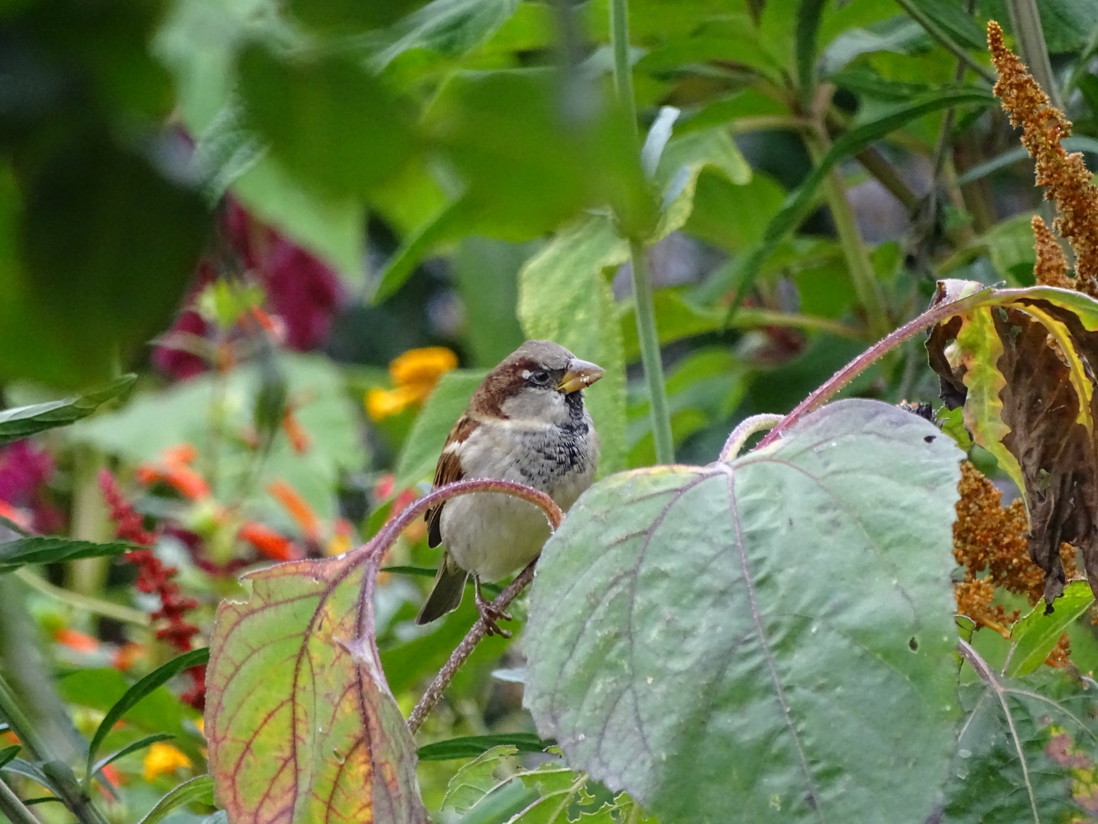 Repas oiseaux rouge-gorge/mésange, chardonneret et pinson