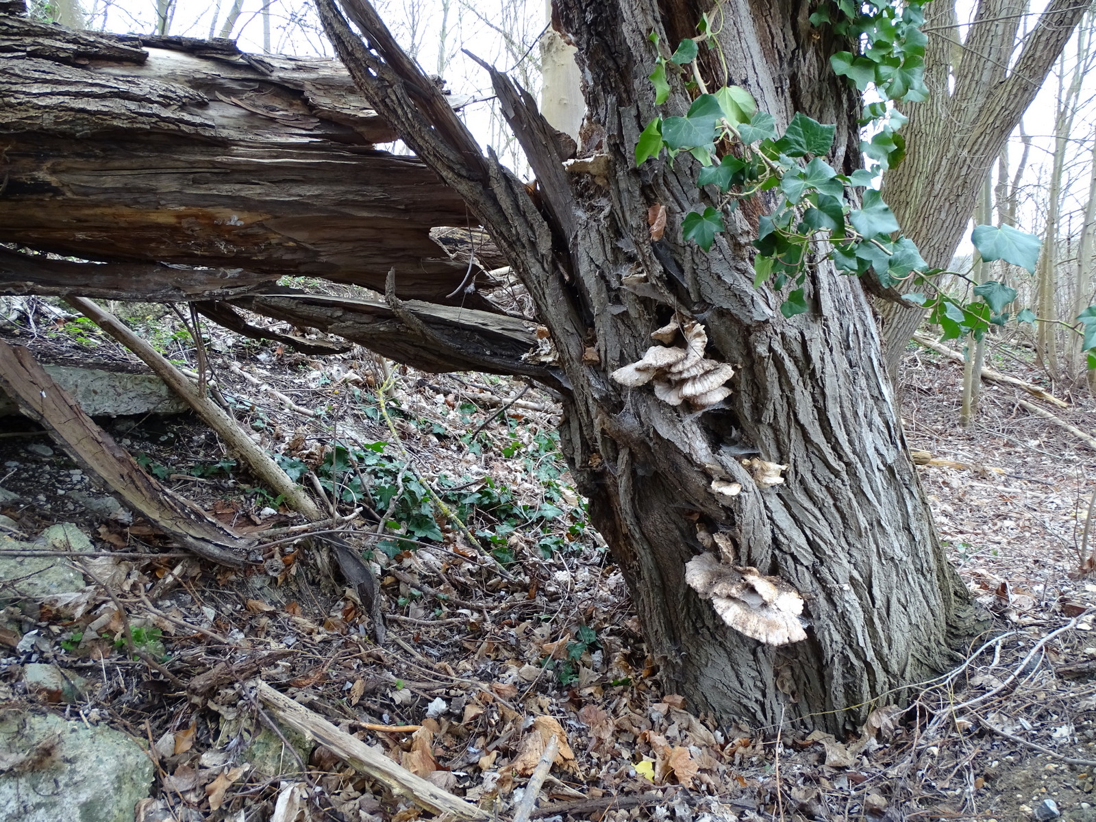 Laetiporus sulfureus