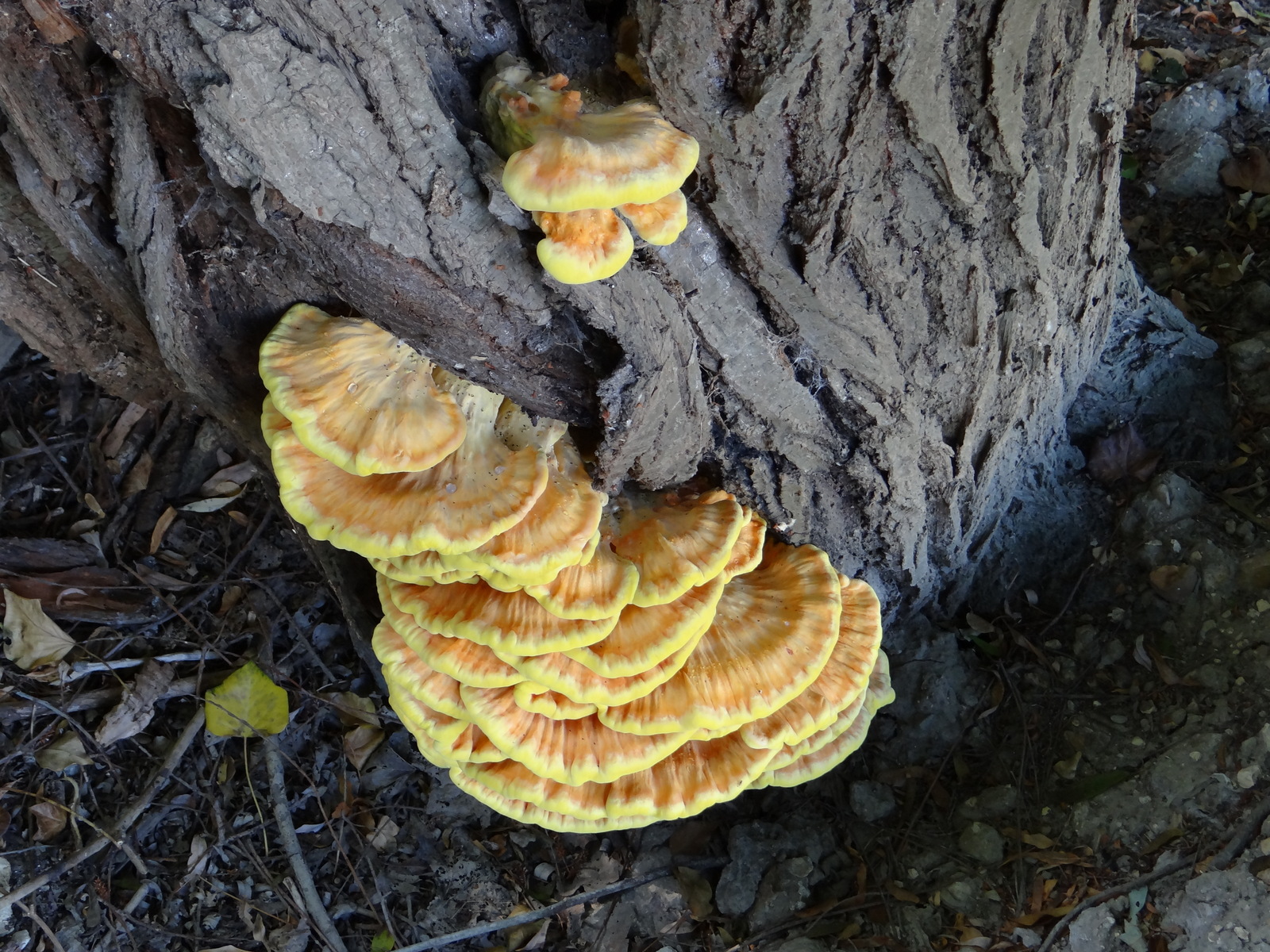 polypore soufré