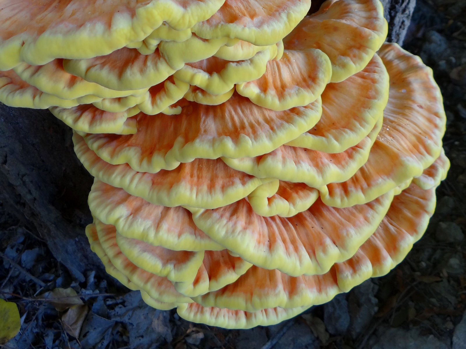 polypore soufré