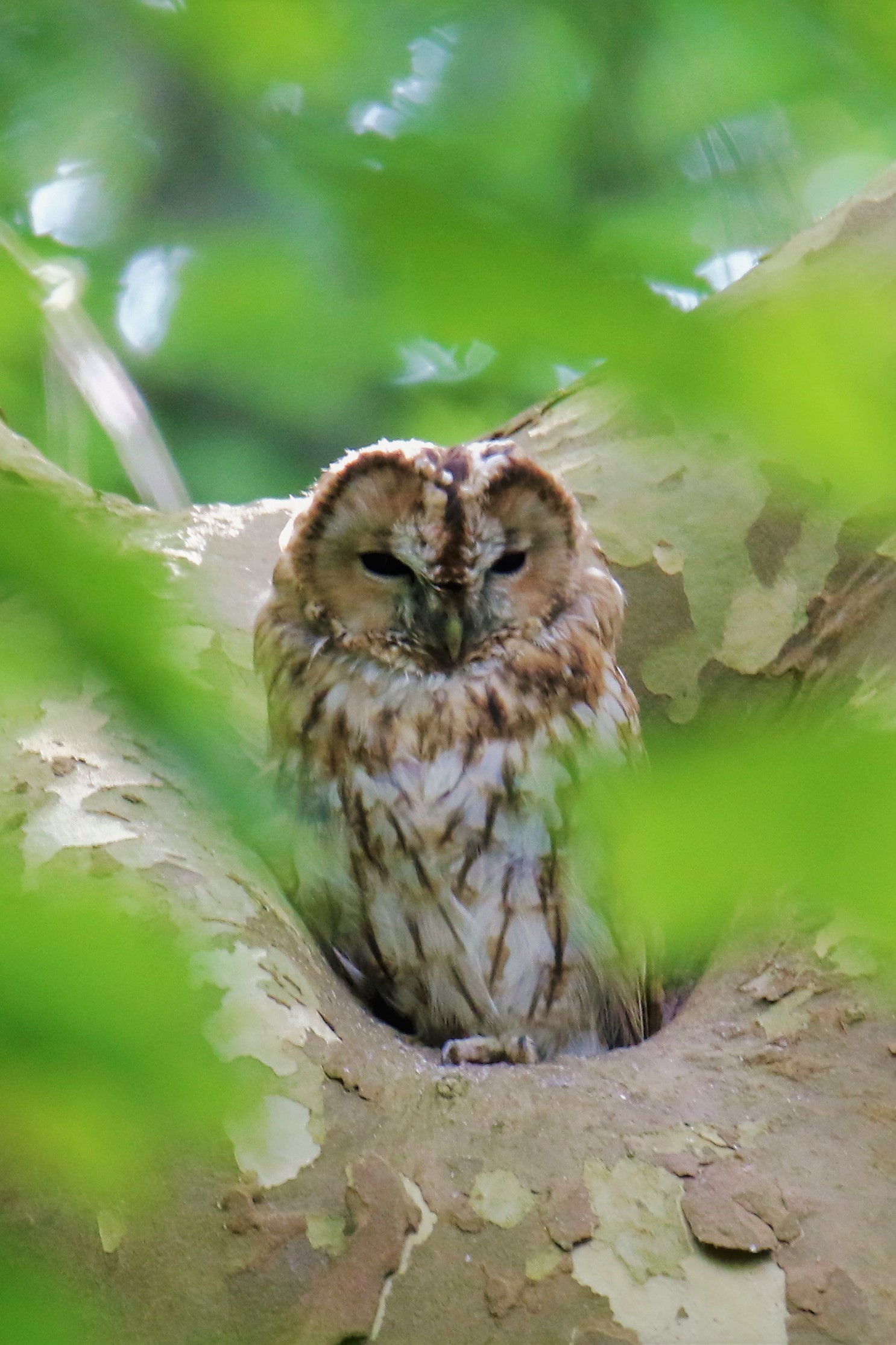 Projet Chouette Un Chouette Projet Nature En Ville Cergy Pontoise