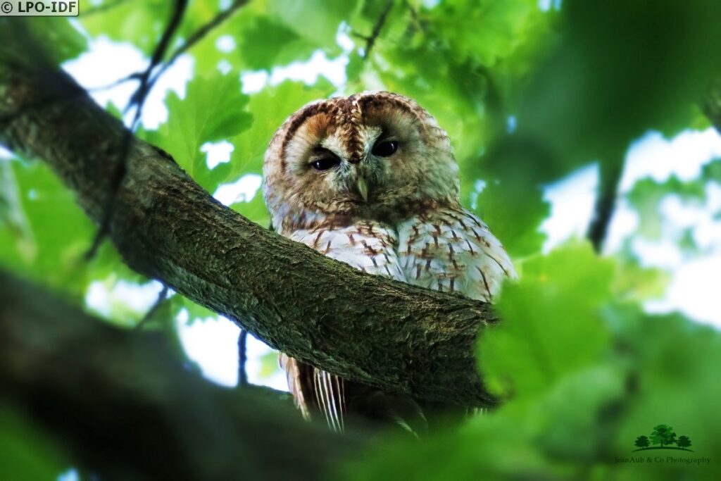Projet Chouette Un Chouette Projet Nature En Ville Cergy Pontoise
