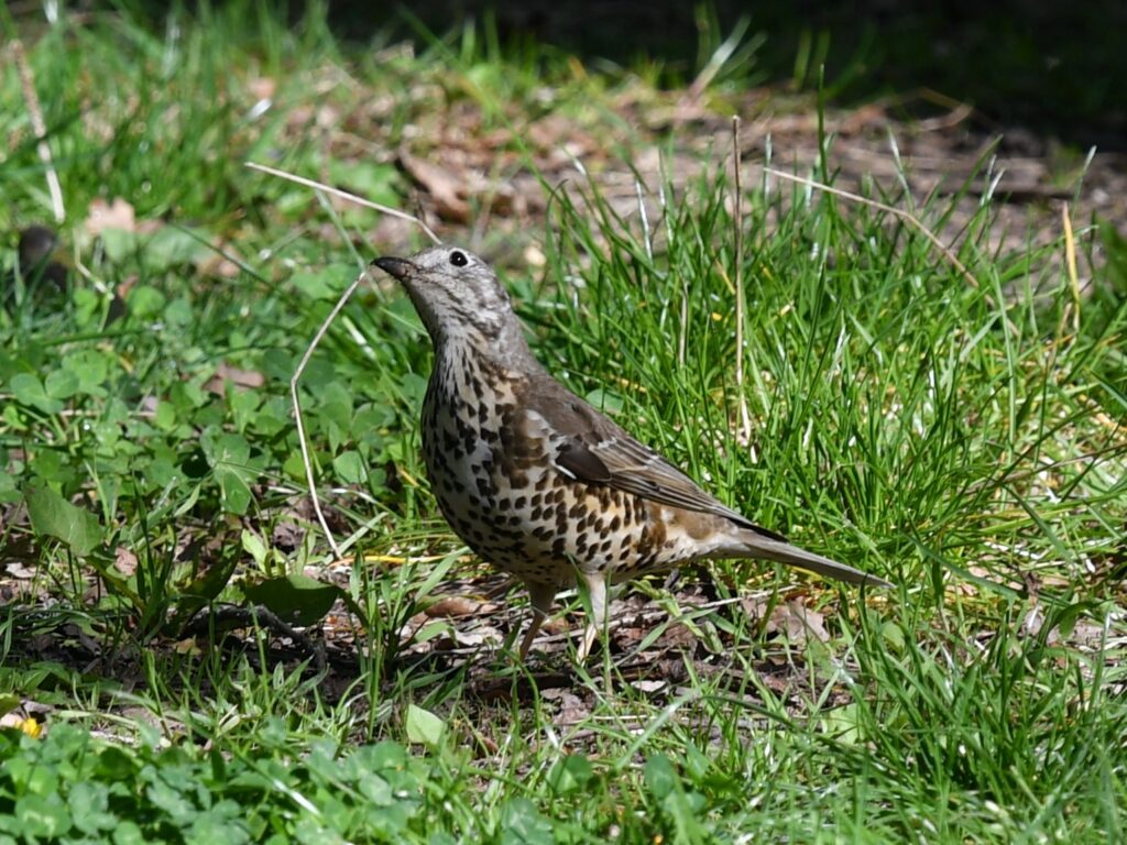 La grive draine Nature en ville à CergyPontoise
